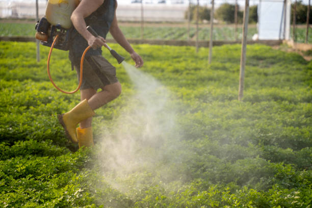 Best Pest Prevention Services  in Kirbyville, TX