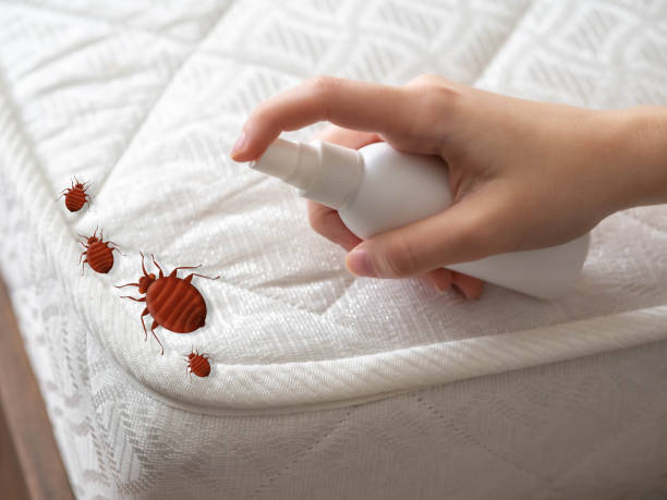 Flea Control Services in Kirbyville, TX